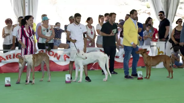 ¡Vive la Emoción de la Feria del Perro de Archidona! Consulta el Programa Completo de Eventos