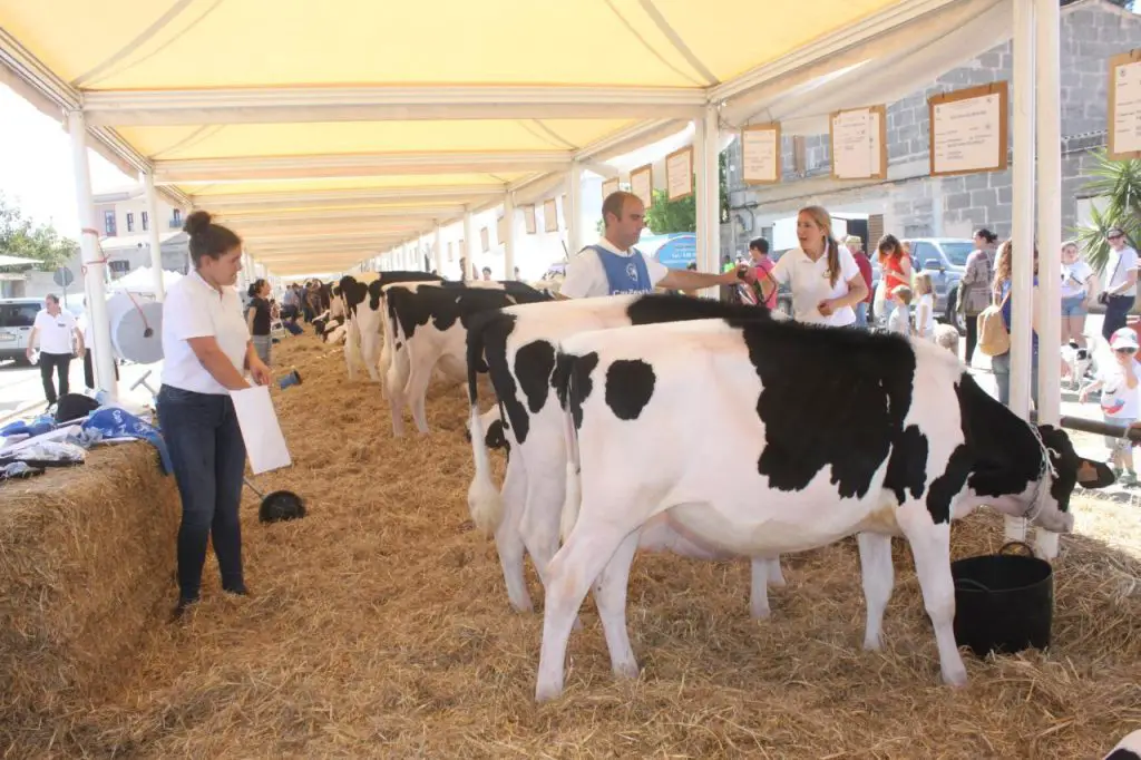 Feria de las Vacas en Campos 2024