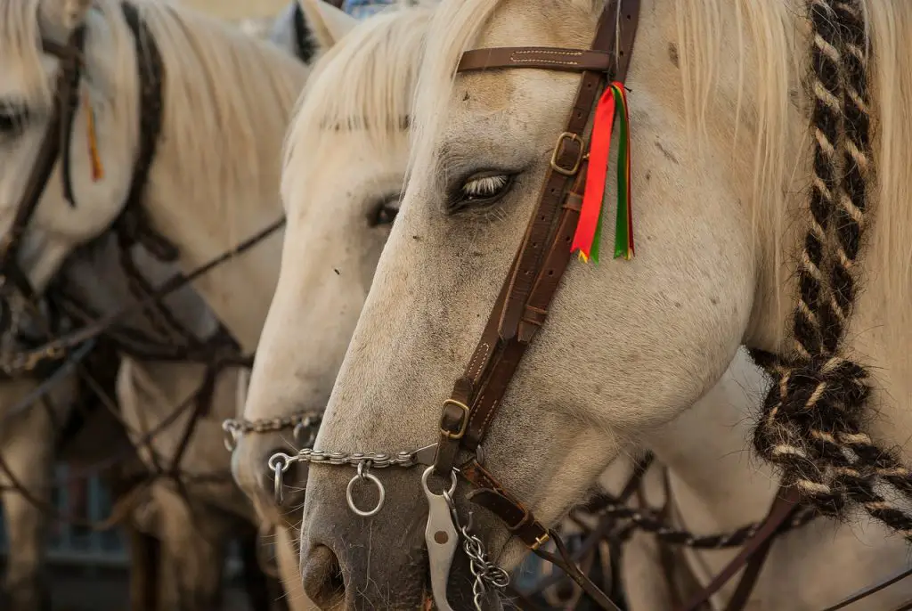 Toda la información sobre la Feria de Estepona